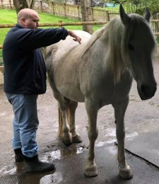 Emmett therapy performed on a horse